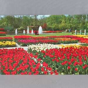 Vintage Postcard - The Netherlands in Bloom - Euro Color Card